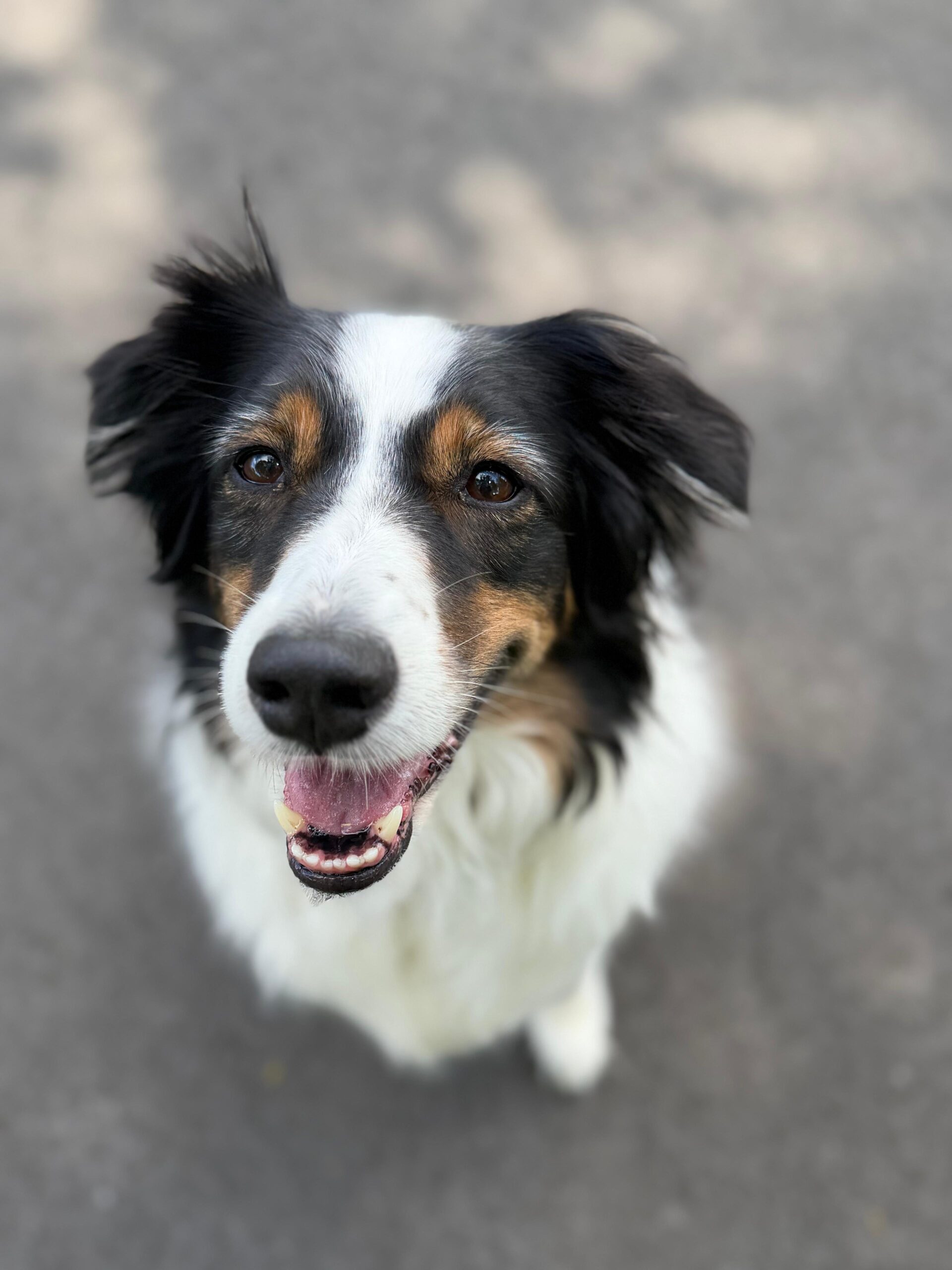 Stella revieuw